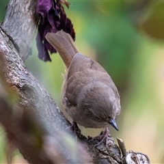 Sericornis frontalis (White-browed Scrubwren) at Wallaroo, NSW - 7 Nov 2024 by Jek