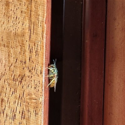 Unidentified Wasp (Hymenoptera, Apocrita) at Corinna, TAS - 7 Nov 2024 by LyndalT