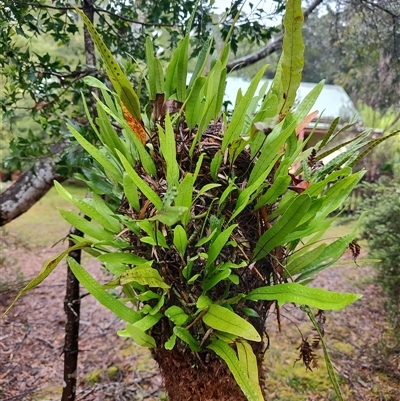 Zealandia pustulata (Kangaroo Fern) at Corinna, TAS - 7 Nov 2024 by LyndalT