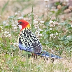 Platycercus eximius (Eastern Rosella) at Hawker, ACT - 11 Nov 2024 by AlisonMilton