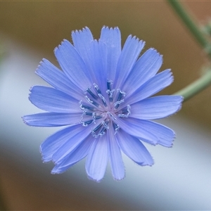 Cichorium intybus at McKellar, ACT - 11 Nov 2024