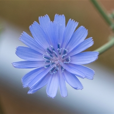 Cichorium intybus (Chicory) at McKellar, ACT - 10 Nov 2024 by AlisonMilton