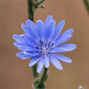 Cichorium intybus at McKellar, ACT - 11 Nov 2024