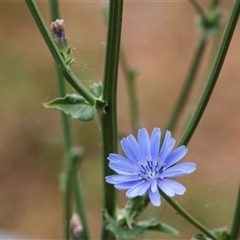 Cichorium intybus at McKellar, ACT - 11 Nov 2024