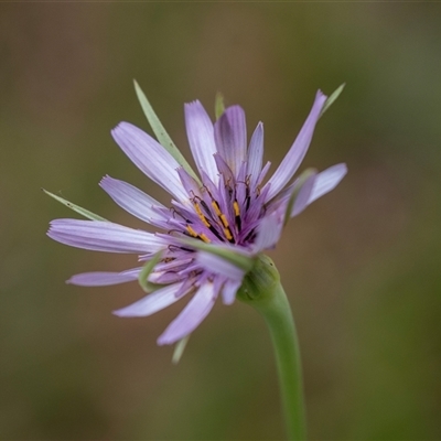 Tragopogon porrifolius subsp. porrifolius (Salsify, Oyster Plant) at McKellar, ACT - 10 Nov 2024 by AlisonMilton