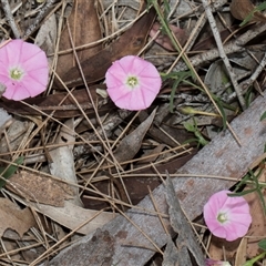 Convolvulus angustissimus subsp. angustissimus (Australian Bindweed) at McKellar, ACT - 11 Nov 2024 by AlisonMilton