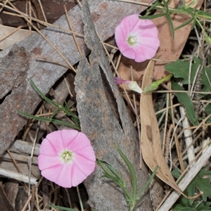 Convolvulus angustissimus subsp. angustissimus at McKellar, ACT - 11 Nov 2024 01:18 PM