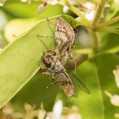 Oxyopes sp. (genus) (Lynx spider) at Hawker, ACT - 11 Nov 2024 by AlisonMilton