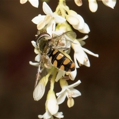 Melangyna viridiceps (Hover fly) at Hawker, ACT - 10 Nov 2024 by AlisonMilton