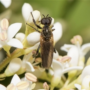 Bibio imitator at Hawker, ACT - 11 Nov 2024 07:58 AM