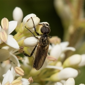 Bibio imitator at Hawker, ACT - 11 Nov 2024 07:58 AM