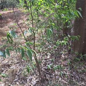 Celtis australis at Yarralumla, ACT - 12 Nov 2024 10:23 AM