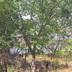 Celtis australis at Yarralumla, ACT - 12 Nov 2024 10:23 AM