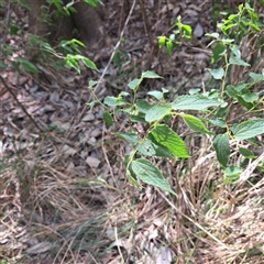 Celtis australis at Yarralumla, ACT - 12 Nov 2024 10:23 AM