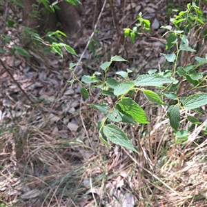 Celtis australis at Yarralumla, ACT - 12 Nov 2024 10:23 AM