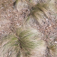 Nassella trichotoma (Serrated Tussock) at Yarralumla, ACT - 11 Nov 2024 by abread111