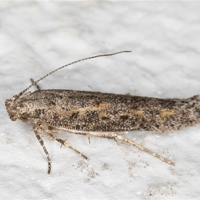 Ephysteris promptella (Ratoon Shootborer) at Melba, ACT - 9 Nov 2024 by kasiaaus