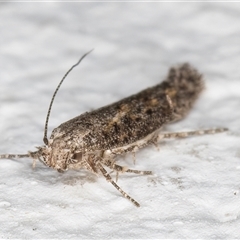 Ephysteris promptella at Melba, ACT - 9 Nov 2024 11:42 PM