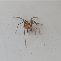 Oxyopes gracilipes at Yass River, NSW - 12 Nov 2024 08:33 AM