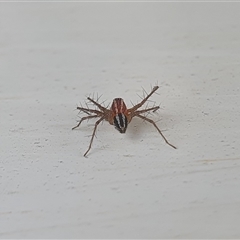 Oxyopes gracilipes at Yass River, NSW - 12 Nov 2024 08:33 AM