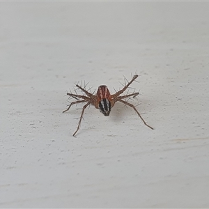 Oxyopes gracilipes at Yass River, NSW - 12 Nov 2024 08:33 AM