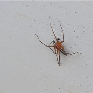 Oxyopes gracilipes at Yass River, NSW - 12 Nov 2024 08:33 AM