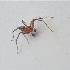 Oxyopes gracilipes at Yass River, NSW - 12 Nov 2024 08:33 AM