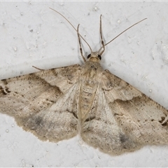 Syneora hemeropa (Ring-tipped Bark Moth) at Melba, ACT - 9 Nov 2024 by kasiaaus