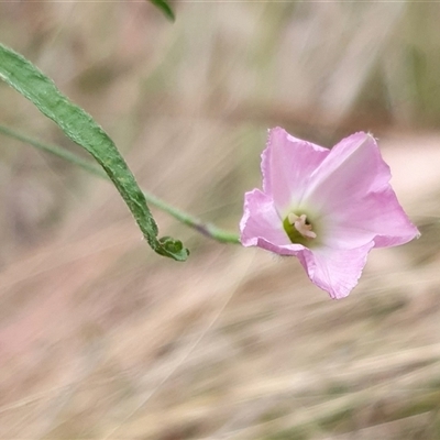 Convolvulus angustissimus subsp. angustissimus (Australian Bindweed) at Yass River, NSW - 12 Nov 2024 by SenexRugosus