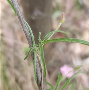 Convolvulus angustissimus subsp. angustissimus at Yass River, NSW - 12 Nov 2024