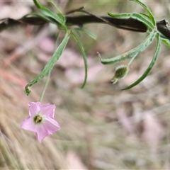 Convolvulus angustissimus subsp. angustissimus at Yass River, NSW - 12 Nov 2024