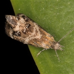 Tebenna micalis at Melba, ACT - 9 Nov 2024 11:54 PM