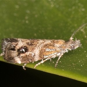 Tebenna micalis at Melba, ACT - 9 Nov 2024 11:54 PM