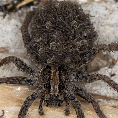 Lycosidae (family) (Unidentified wolf spider) at Melba, ACT - 10 Nov 2024 by kasiaaus