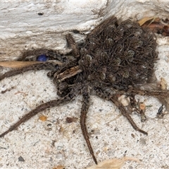 Lycosidae (family) at Melba, ACT - 10 Nov 2024 09:55 PM