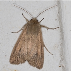 Mythimna (Pseudaletia) convecta (Common Armyworm) at Melba, ACT - 10 Nov 2024 by kasiaaus