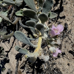Unverified Other Shrub at Kalbarri National Park, WA - 12 Sep 2024 by Paul4K