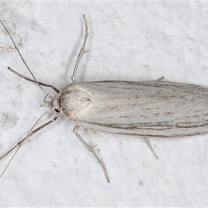 Philobota chionoptera at Melba, ACT - 10 Nov 2024