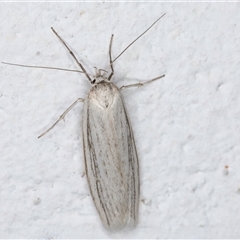 Philobota chionoptera at Melba, ACT - 10 Nov 2024