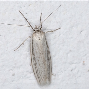 Philobota chionoptera at Melba, ACT - 10 Nov 2024