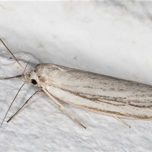 Philobota chionoptera at Melba, ACT - 10 Nov 2024