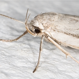 Philobota chionoptera at Melba, ACT - 10 Nov 2024