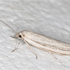 Philobota chionoptera at Melba, ACT - 10 Nov 2024