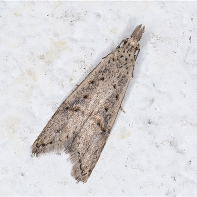 Carposina undescribed species (A Fruitworm moth (Family Carposinidae)) at Melba, ACT - 10 Nov 2024 by kasiaaus