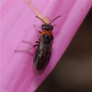 Pergidae sp. (family) at Murrumbateman, NSW - 12 Nov 2024