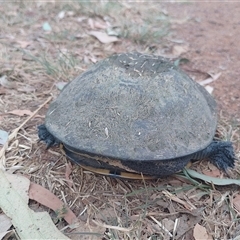 Chelodina longicollis (Eastern Long-necked Turtle) at Symonston, ACT - 11 Nov 2024 by CallumBraeRuralProperty