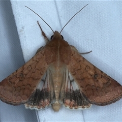 Helicoverpa armigera (Cotton bollworm, Corn earworm) at Rosedale, NSW - 6 Nov 2024 by jb2602