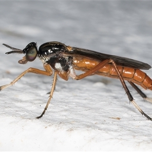 Evansomyia sp. (genus) at Melba, ACT - 10 Nov 2024