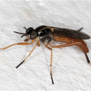 Evansomyia sp. (genus) at Melba, ACT - 10 Nov 2024