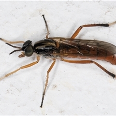 Evansomyia sp. (genus) at Melba, ACT - 10 Nov 2024